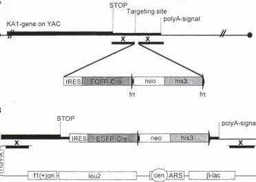 Figure 1-9 Strategy for cloning of the ES-cell targeting vector. consisting of the targeting elements flanked by KA1-homology arms for integration into theobtained from the YAC as a shuttle vector using a yeast episomal vector