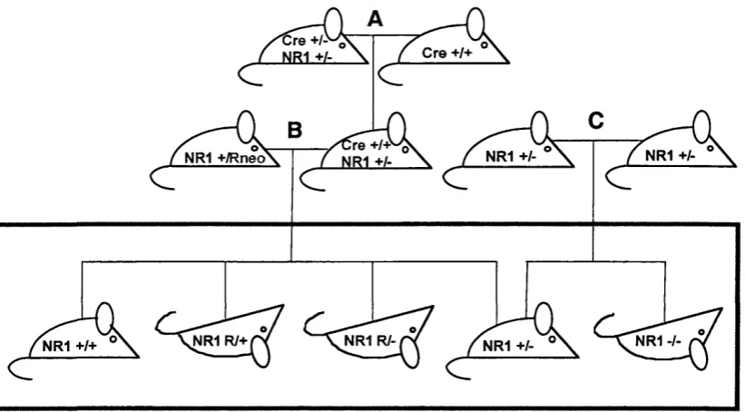 Table 3-1 Phenotypes of NRl gene-targeted mice.