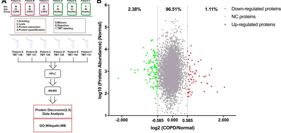 Figure 1 The workﬂow of this study and scatter diagram of identiﬁed proteins. (A) Experimental workﬂow of proteomic proﬁling of lung tissues