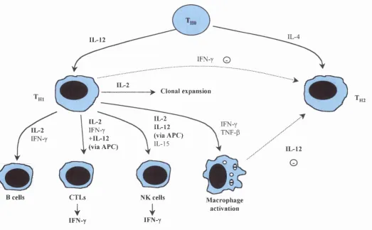 Figure 1.1 Effects of the development of CD4^ T^j inducing anti-tumour immunity (Trinchieri, 1998)