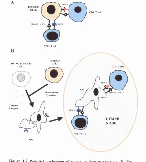Figure 1.2 Potential mechanisms of tumour antigen presentation. tumour cell itself may act as an antigen presenting cell, directly activating CD4^ and CDcytokines produced by the tumour cells attract a number of effector cells such as available for antigen