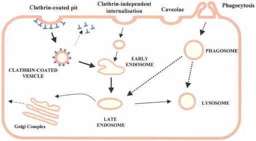 Figure 1.3 Endocytosis in mammalian cells Endocytosis is the cellular uptake of molecules and involves the formation of triggered by ligand-receptor interactions that lead to the concentration of clathrin molecules in the immediate region of the endocytosi