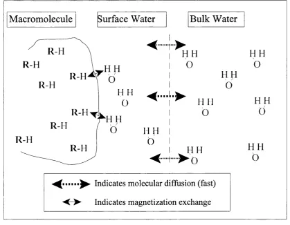 Figure 2.15 A diagram showing water structuring with magnetic interactions between water and macromolecular protons (modified from Balaban and Ceckler (1992))