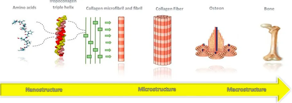 Figure 5 The hierarchical structure of natural bone.