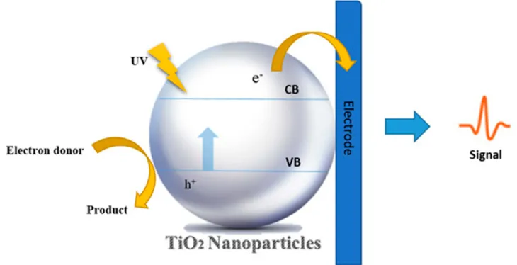 Figure 6 The schematic diagram of the biosensor PEC process.