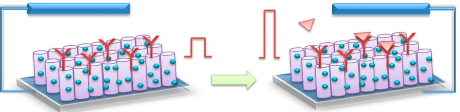 Figure 7 Schematic demonstration of PEC biosensors based on TiO2 NTs. The signal is enhanced in the presence of target molecules.