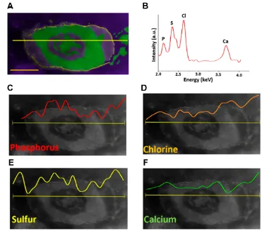 Figure 6 HAADF-STEM images and EDS elemental line mapping of damaged E. coli bacterium upon treating with BP nanosheets for 3 hours