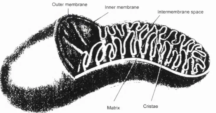 Figure 1. The mitochondrion. The outer mitochondrial membrane is freely 