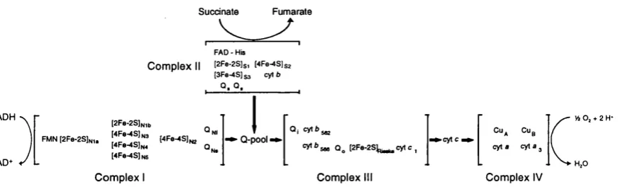 Figure 2. Scheme of the respiratory chain redox components, iron- 