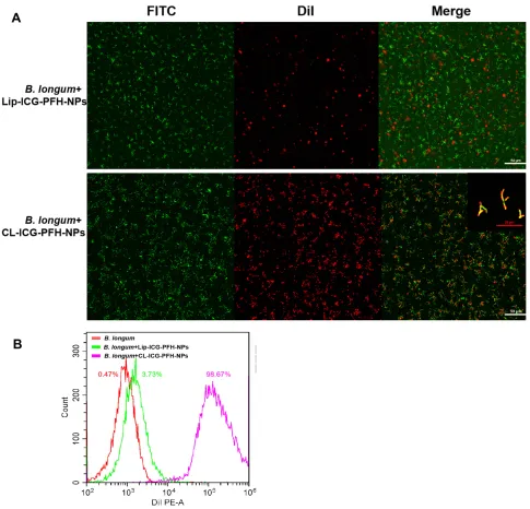 Figure 3 In vitro construction of the biological targeting synergist. (Compared with the noncationic group, there was a signiA) CLSM images of DiI-labeled NPs and CL-ICG-PFH-NPs (red), FITC-labeled B