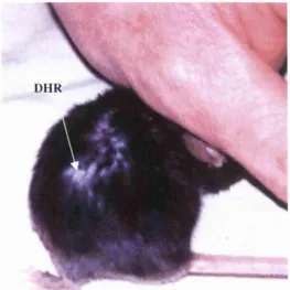 Figure 4.7: Photograph of a mouse 8 weeks after exposure to ruby laser irradiation at 8 