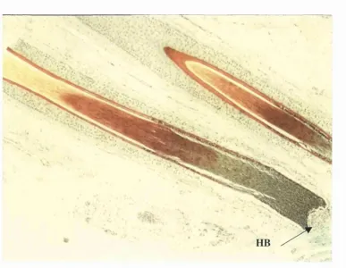 Figure 1.2: Modified SACPIC stain of a transverse section taken from human hair- bearing skin showing the different keratinised regions of a hair shaft