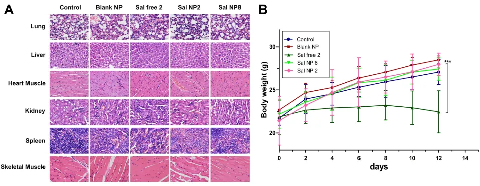 Figure 3 In vivo toxicity analysis of Sal and Sal NPs. (A): Histological analyses of organ toxicity through H&E staining (×200) after treatment with control, Blank NP, Sal free2, Sal NP 2, Sal NP 8; (B): Weight loss proﬁles over time after various treatments (n=8) ***p<0.001.Abbreviations: Sal, Salinomycin; Sal NPs, Sal-PEG-pep-PCL nanoparticles; H&E, hematoxylin and eosin; Sal free 2, salinomycin solvent 2 mg/kg, every other day for fourtimes; Sal NP 2, Sal NPs 2mg/Kg, every other day for 4 times; Sal NP 8, Sal NPs 8mg/kg, once.
