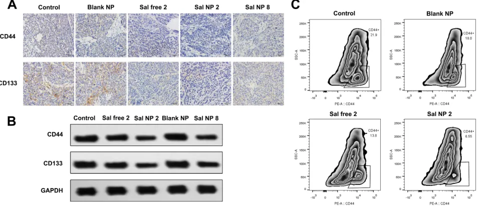 Figure 4 Sal NPs inhibits stem like properties of CC in vivo. The IHC (A) and WB (B) and analysis of CD44 and CD133 variation in tumors of various treatment groups