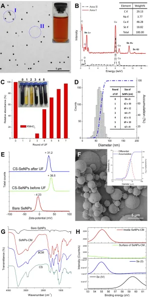 Figure 1 The physicochemical properties of CS-SeNPs. (SeNPs-CM and their size distribution (inset)