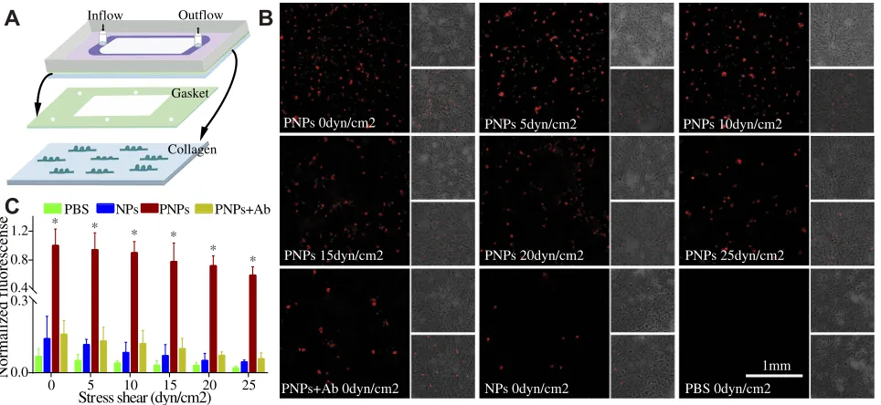 Figure 3 Mimicking the platelets adhesive function of PNPs via collagen in vitro. (A) Schematic design of parallel ﬂow circular chamber study of collagen