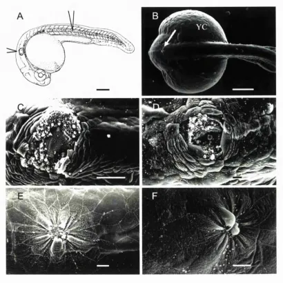 Figure 3.1 Wound closure in the 24 hour Zebrafish embryo.