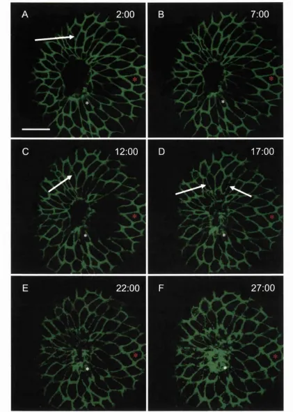 Figure 3.3 Cell shape changes during wound closure in epiboly-stage embryos. Scale bar: 100 pm for all.