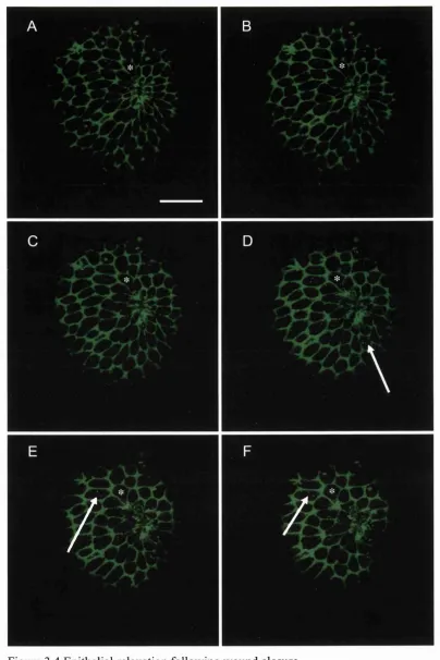 Figure 3.4 Epithelial relaxation following wound closure.