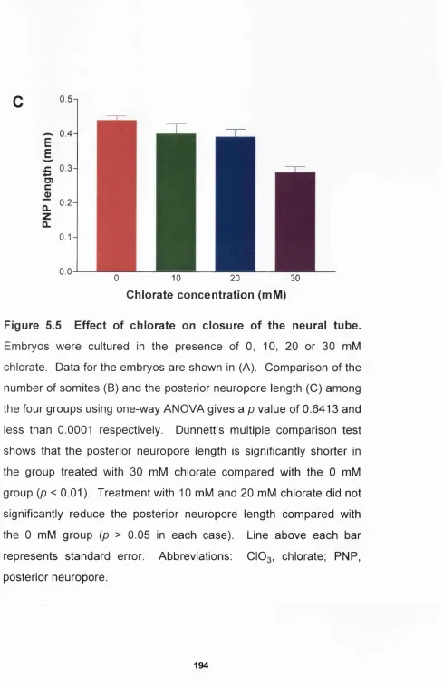 Figure 5.5 Effect of chlorate on closure of the neural tube.