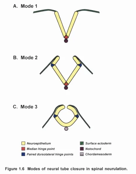 Figure 1.6 Modes of neural tube closure In spinal neurulation.