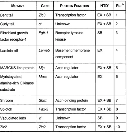 Table 1.4. Mouse mutants with neural tube defects