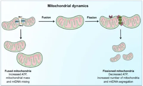 Figure 1 Schematic representation of the regulation and coordination of mitochondrial dynamics.Notes: The coordination of fusion and ﬁssion machinery, involving mitofusins (Mfn) 1 and 2, optic atrophy protein 1 (OPA1), dynamin-related protein 1 (Drp1).Mito