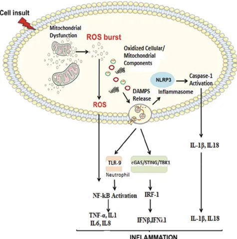 Figure 2 Proposed signaling pathways through which damaged-associated molecular patterns (DAMPs) can trigger inNotes:Damaged mtDNA molecules, either TFAM-bound (green circles) or unbound (red circles) may be released as DAMPs