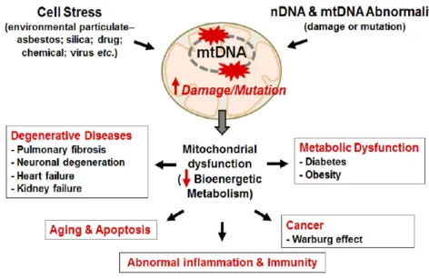 Figure 3 Mitochondrial damage induces diverse chronic and degenerative diseases.Notes: Mitochondrial damage and mutation can be caused by stress from environment particulate and/or DNA abnormality