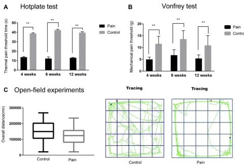 Figure 2 The result of pain assessment. (tracking of rats in the control group was disorderly, the overall distance was increased than the pain group (was shorter than the control group in 4 weeks, 8 weeks and 12 weeks, respectively (**threshold of the pai