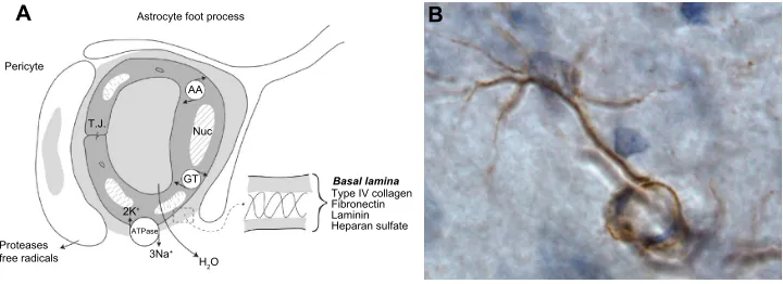Figure 2 Components in the neurovascular unit and an astrocyte immunostained with MMP-2.Notes: (A) The components of the neurovascular unit are shown in the schematic drawing