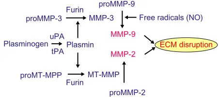 Figure 3 Multiple mechanisms of MMP activation. Abbreviations: MMP, matrix metalloproteinase; eCM, extracellular matrix; uPA, urokinase plasminogen activator; tPA, tissue plasminogen activator; MT-MMP, membrane-type metalloproteinase.