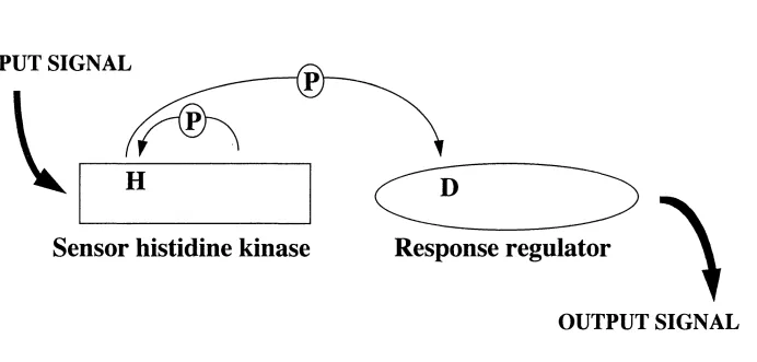 Figure 1.3: The two-component system for signal transduction. A sensor histidine kinase becomesautophosphorylated on a histidine residue in response to a signal