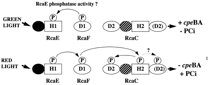 Figure 1.4: Four-step phosphorelay mechanism for complementary chromatic adaptation. Red light stimulates phosphoryl group flow through the pathway which leads to the induction of phycocyanin synthesis and the repression of phycoerythrin synthesis