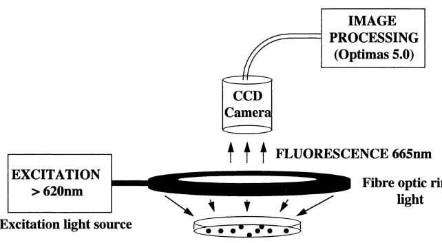 Figure 2.1 : Screening for state transition mutants using a fluorescence video imaging system