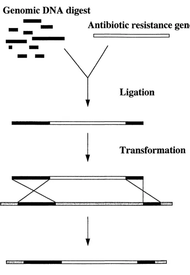 Figure 3.2: Random cartridge mutagenesis. Genomic restrictionfragments (black) are ligated to an antibiotic resistance gene (white)