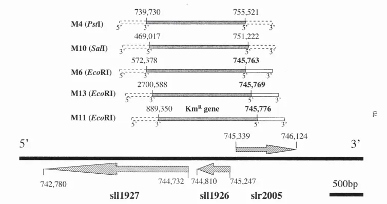 Figure 3.3: The positions of the genomic sequences flanking the Km^ gene in state transition mutants