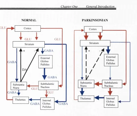 Fig. I.I -  A schematic presentation of the basal ganglia in normal and parkinsonian brains
