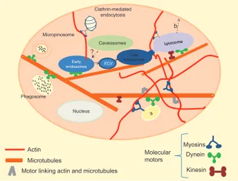 Figure 2 (a and b) Intracellular trafficking. The cell environment is considerably more complex than is represented in this simplified image