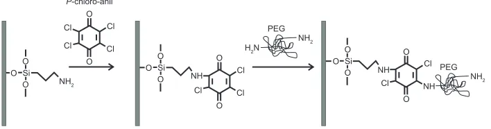 Figure 2 Use of p-chloro-anil as a crosslinker between the silane moiety and the amino groups of a polymer such as Nh2-Peg-Nh2 or protein Abs (eg, cS-Abs), coupled in para-position.Abbreviations: Abs, antibodies; cS, chitosan; Peg, polyethylene glycol.