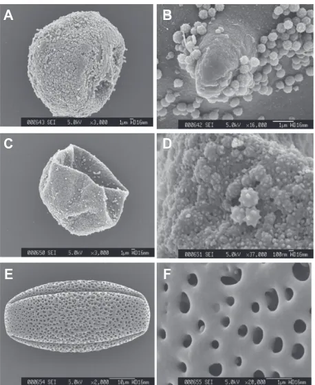 Figure 3 Adhesion of various fullerene fine particles to Camellia japonica pollen grains