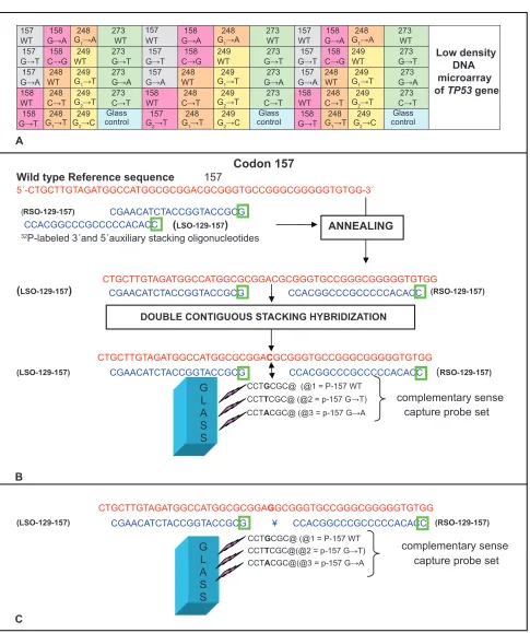 Figure 1 Design of the improved TP53 Low density DNA microarray. A) Schematic of the microarray layout (not to scale)