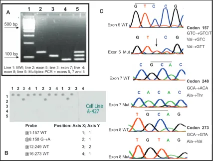 Figure 2 Electrophoretic analysis of PCR products and single-stranded target DNA produced by “cycle sequencing”