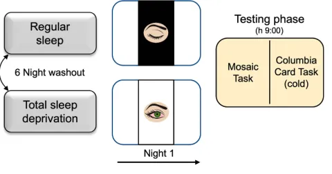 Figure 1 Experimental protocol of Experiment 1.Notes: Schematic representation of the experimental protocol of Experiment 1 that included regular sleep and total sleep deprivation conditions, presented in counter-balanced order and separated by one week