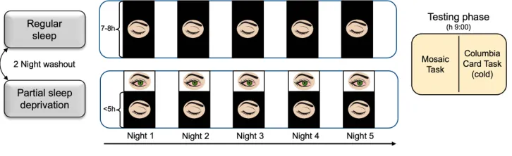 Figure 2 Experimental protocol of Experiment 2.Notes: Schematic representation of the experimental protocol of Experiment 2, consisting of regular sleep and partial sleep deprivation condition, presented incounterbalanced order and separated by two washout