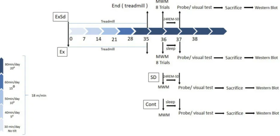 Figure 1 The schematic timeline for study design. Two groups of animals received 5 weeks of physical exercise with a gradual increase in intensity (5 weeks, 5 days in aweek); one of these groups (ExSd), 1 day after the last session of exercise received 24-