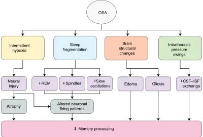 Figure 1 Multiple mechanisms by which OSA can impact memory processing.Abbreviations: CSF, cerebrospinal fluid; ISF, interstitial fluid; OSA, obstructive sleep apnea; REM, rapid eye movement.