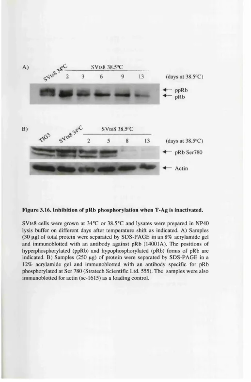 Figure 3.16. Inhibition of pRb phosphorylation when T-Ag is inactivated.