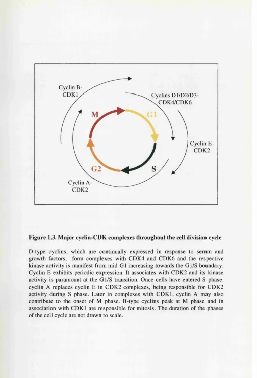 Figure 1.3. Major cyclin-CDK complexes throughout the cell division cycle