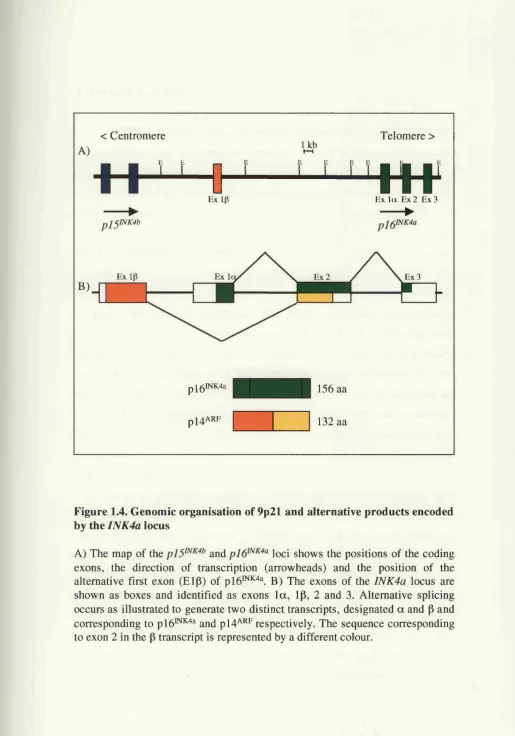 Figure 1.4. Genomic organisation of 9p21 and alternative products encoded 